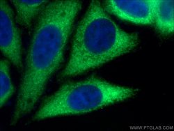 NOL3 Rabbit anti-Human, Mouse, Rat, Polyclonal, Proteintech 150 &mu;L;
