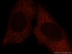 NOL3 Rabbit anti-Human, Mouse, Rat, Polyclonal, Proteintech 150 &mu;L;