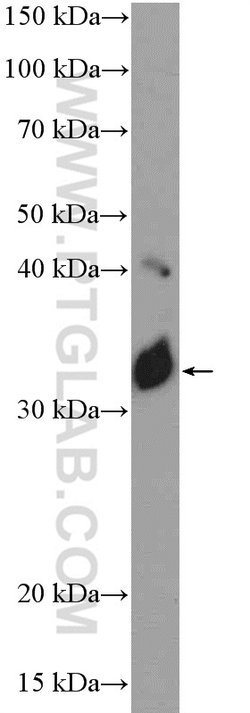 NOL3 Rabbit anti-Human, Mouse, Rat, Polyclonal, Proteintech 150 &mu;L;