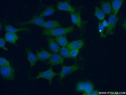 MST4 Rabbit anti-Human, Mouse, Rat, Polyclonal, Proteintech:Antibodies:Primary