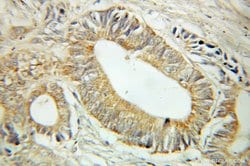 MST4 Rabbit anti-Human, Mouse, Rat, Polyclonal, Proteintech:Antibodies:Primary
