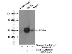 MST4 Rabbit anti-Human, Mouse, Rat, Polyclonal, Proteintech:Antibodies:Primary