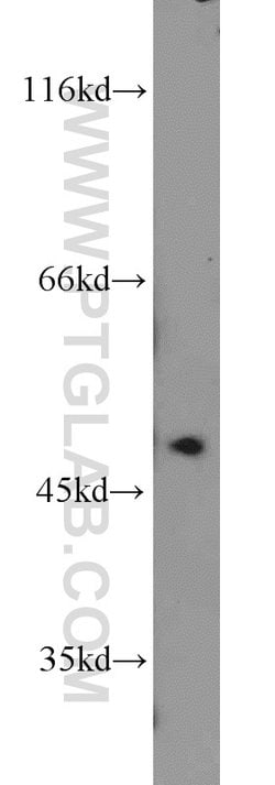 MST4 Rabbit anti-Human, Mouse, Rat, Polyclonal, Proteintech:Antibodies:Primary