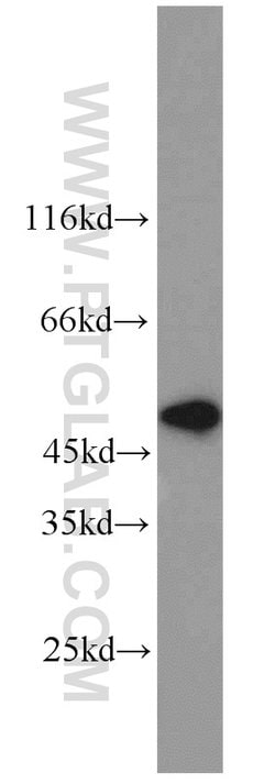 MST4 Rabbit anti-Human, Mouse, Rat, Polyclonal, Proteintech:Antibodies:Primary