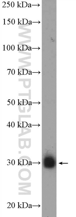 JP45/JSRP1 Rabbit anti-Human, Polyclonal, Proteintech 150 &mu;L; Unconjugated:Antibodies,