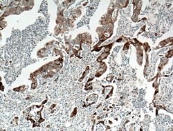 JP45/JSRP1 Rabbit anti-Human, Polyclonal, Proteintech 150 &mu;L; Unconjugated:Antibodies,