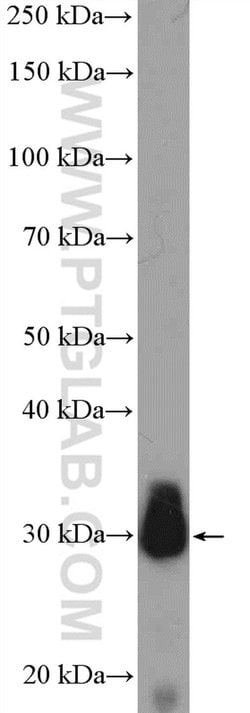 JP45/JSRP1 Rabbit anti-Human, Polyclonal, Proteintech 150 &mu;L; Unconjugated:Antibodies,