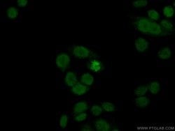 Histone H2A.X Rabbit anti-Human, Mouse, Rat, Polyclonal, Proteintech:Antibodies:Primary
