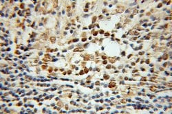 Histone H2A.X Rabbit anti-Human, Mouse, Rat, Polyclonal, Proteintech:Antibodies:Primary