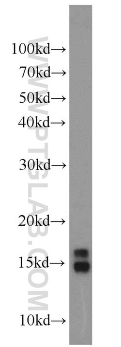 Histone H2A.X Rabbit anti-Human, Mouse, Rat, Polyclonal, Proteintech:Antibodies:Primary