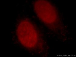 Histone H2A.X Rabbit anti-Human, Mouse, Rat, Polyclonal, Proteintech:Antibodies:Primary