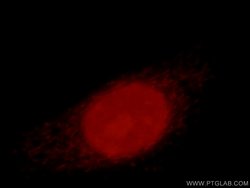 Histone H2A.X Rabbit anti-Human, Mouse, Rat, Polyclonal, Proteintech:Antibodies:Primary