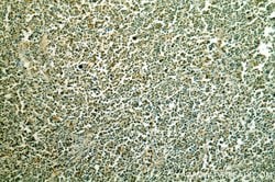 Histone H2A.X Rabbit anti-Human, Mouse, Rat, Polyclonal, Proteintech:Antibodies:Primary