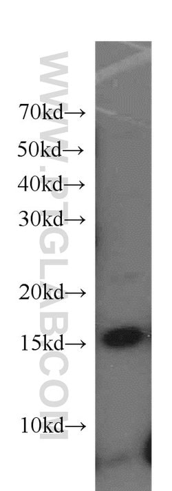 Histone H2A.X Rabbit anti-Human, Mouse, Rat, Polyclonal, Proteintech:Antibodies:Primary