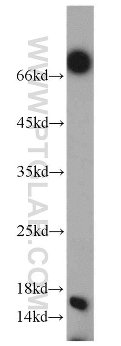 Histone H2A.X Rabbit anti-Human, Mouse, Rat, Polyclonal, Proteintech:Antibodies:Primary