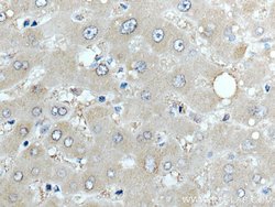 ARMET Rabbit anti-Human, Mouse, Rat, Polyclonal, Proteintech:Antibodies:Primary