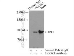 HOOK1 Rabbit anti-Human, Mouse, Polyclonal, Proteintech 150 &mu;L; Unconjugated:Antibodies,