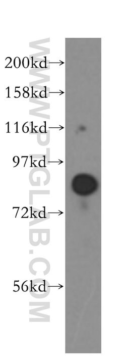 HOOK1 Rabbit anti-Human, Mouse, Polyclonal, Proteintech 150 &mu;L; Unconjugated:Antibodies,