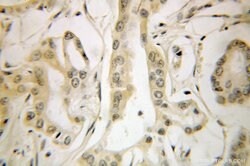 ETF1 Rabbit anti-Human, Mouse, Polyclonal, Proteintech:Antibodies:Primary