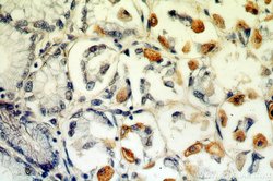 neuromedin B Rabbit anti-Human, Mouse, Rat, Polyclonal, Proteintech 150