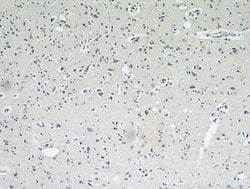 neuromedin B Rabbit anti-Human, Mouse, Rat, Polyclonal, Proteintech 150