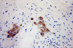 NPTX2 Rabbit anti-Human, Mouse, Rat, Polyclonal, Proteintech 150 &mu;L;