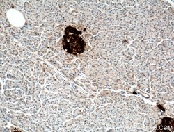 NPTX2 Rabbit anti-Human, Mouse, Rat, Polyclonal, Proteintech 150 &mu;L;