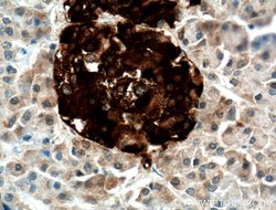 NPTX2 Rabbit anti-Human, Mouse, Rat, Polyclonal, Proteintech 150 &mu;L;