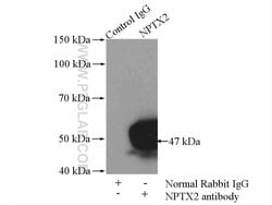 NPTX2 Rabbit anti-Human, Mouse, Rat, Polyclonal, Proteintech 150 &mu;L;