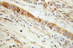 CYB5R3 Rabbit anti-Human, Mouse, Porcine, Rat, Polyclonal, Proteintech:Antibodies:Primary