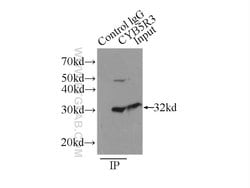 CYB5R3 Rabbit anti-Human, Mouse, Porcine, Rat, Polyclonal, Proteintech:Antibodies:Primary