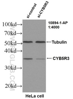 CYB5R3 Rabbit anti-Human, Mouse, Porcine, Rat, Polyclonal, Proteintech:Antibodies:Primary