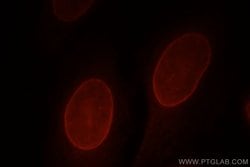 LMNB2 Rabbit anti-Human, Mouse, Rat, Polyclonal, Proteintech:Antibodies:Primary