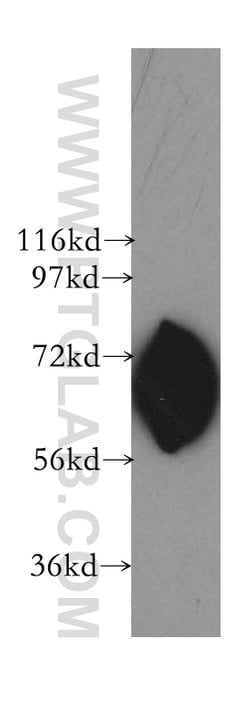 LMNB2 Rabbit anti-Human, Mouse, Rat, Polyclonal, Proteintech:Antibodies:Primary