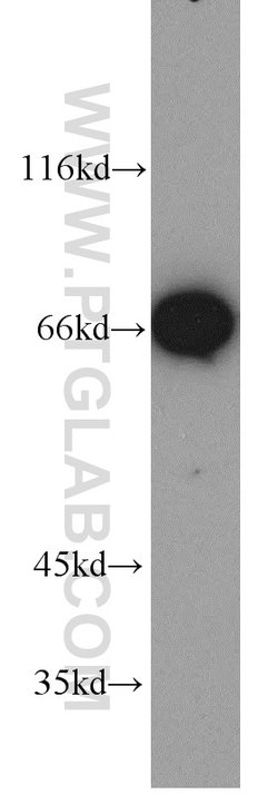 LMNB2 Rabbit anti-Human, Mouse, Rat, Polyclonal, Proteintech:Antibodies:Primary