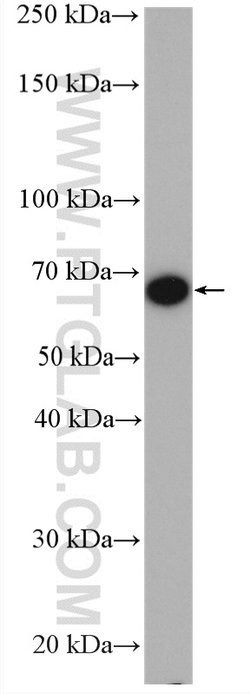 LMNB2 Rabbit anti-Human, Mouse, Rat, Polyclonal, Proteintech:Antibodies:Primary