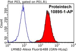 LMNB2 Rabbit anti-Human, Mouse, Rat, Polyclonal, Proteintech:Antibodies:Primary