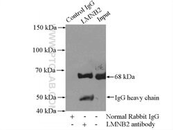 LMNB2 Rabbit anti-Human, Mouse, Rat, Polyclonal, Proteintech:Antibodies:Primary