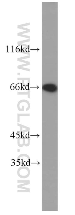 LMNB2 Rabbit anti-Human, Mouse, Rat, Polyclonal, Proteintech:Antibodies:Primary