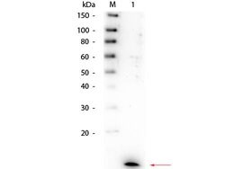 IL-8 Polyclonal Antibody, Rockland 100 μL; Unconjugated:Antibodies,