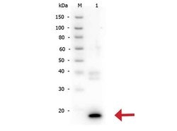 IL-10 Polyclonal Antibody, Rockland 1 mL; Unconjugated:Antibodies, Polyclonal