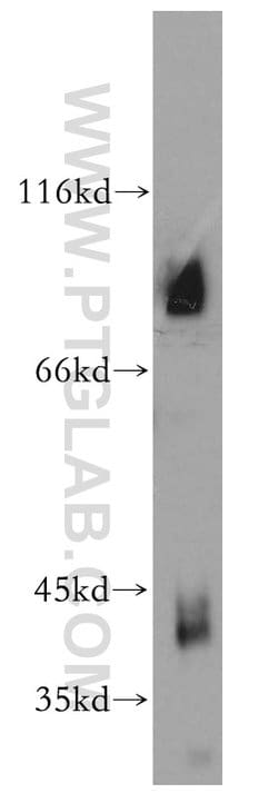VPS18 Rabbit anti-Human, Mouse, Rat, Polyclonal, Proteintech:Antibodies:Primary