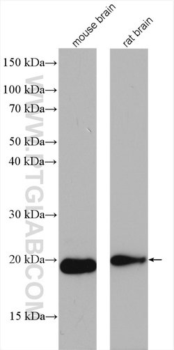 NUDT11 Rabbit anti-Human, Mouse, Polyclonal, Proteintech:Antibodies:Primary