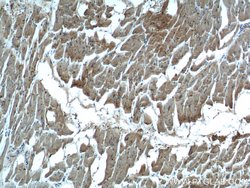MYL3 Rabbit anti-Human, Mouse, Rat, Polyclonal, Proteintech 150 &mu;L;