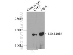 CTCF Rabbit anti-Human, Mouse, Rat, Polyclonal, Proteintech:Antibodies:Primary