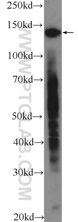 CTCF Rabbit anti-Human, Mouse, Rat, Polyclonal, Proteintech:Antibodies:Primary