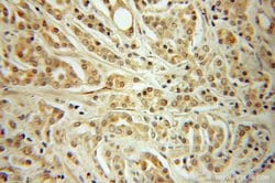 CDC27/APC3 Rabbit anti-Human, Mouse, Rat, Polyclonal, Proteintech 150 &mu;L;