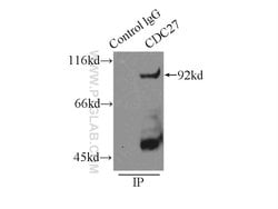 CDC27/APC3 Rabbit anti-Human, Mouse, Rat, Polyclonal, Proteintech 150 &mu;L;