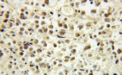 E2F4 Rabbit anti-Human, Mouse, Rat, Polyclonal, Proteintech 150 &mu;L;