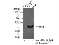 E2F4 Rabbit anti-Human, Mouse, Rat, Polyclonal, Proteintech 150 &mu;L;